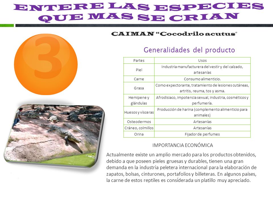 La crema de abedul de la psoriasis